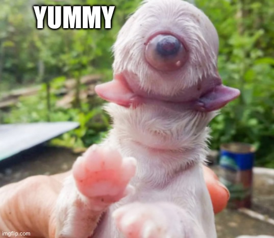 Yummy | YUMMY | image tagged in cyclops,dog,mutant,minecraft | made w/ Imgflip meme maker