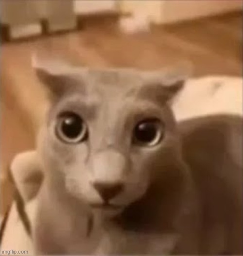 ahh cat | image tagged in ahh cat | made w/ Imgflip meme maker