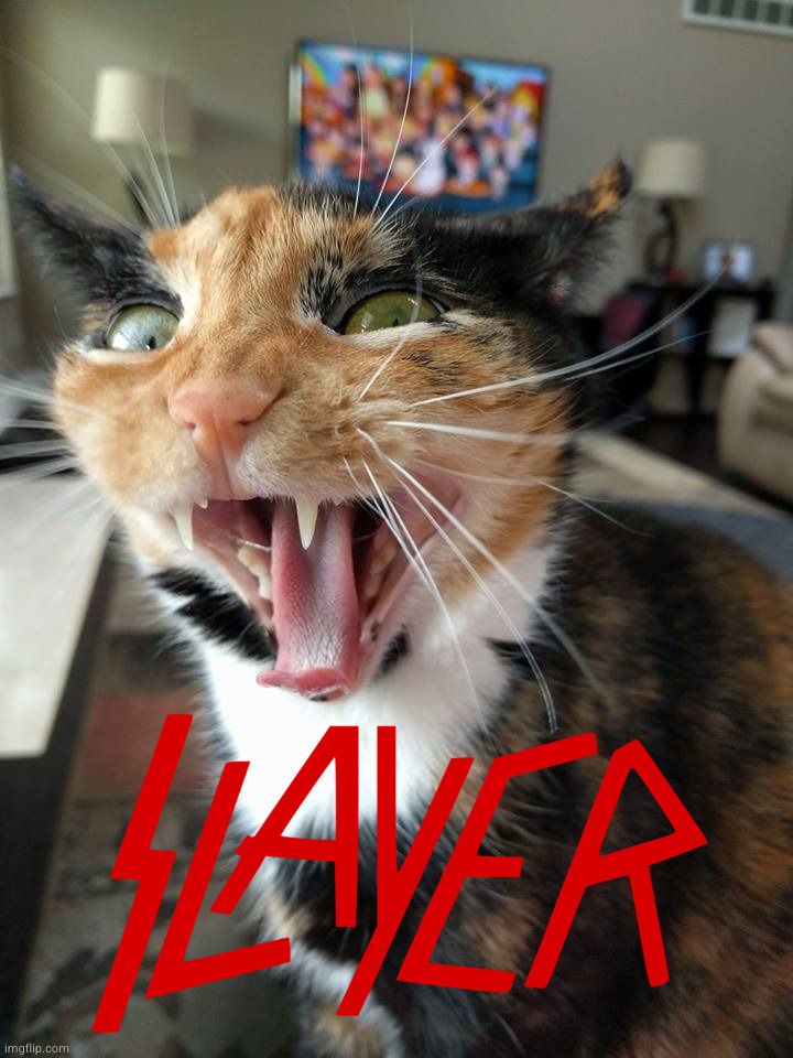 Yelling Cat | image tagged in yelling cat | made w/ Imgflip meme maker