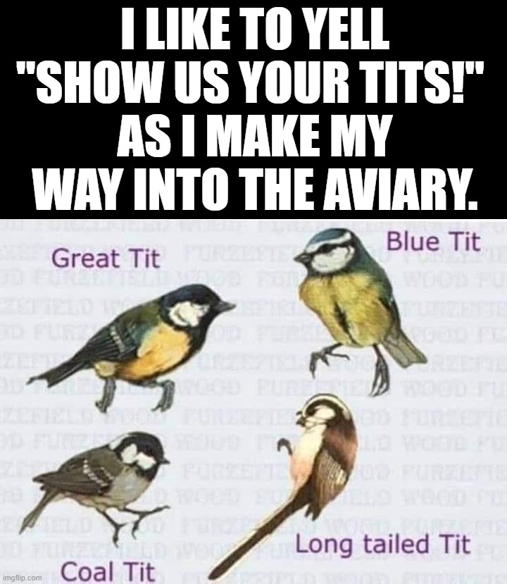 For the birds | I LIKE TO YELL "SHOW US YOUR TITS!" 
AS I MAKE MY WAY INTO THE AVIARY. | image tagged in birds | made w/ Imgflip meme maker