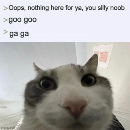 lol | Oops, nothing here for ya, you silly noob; goo goo; ga ga | image tagged in cat looks inside | made w/ Imgflip meme maker