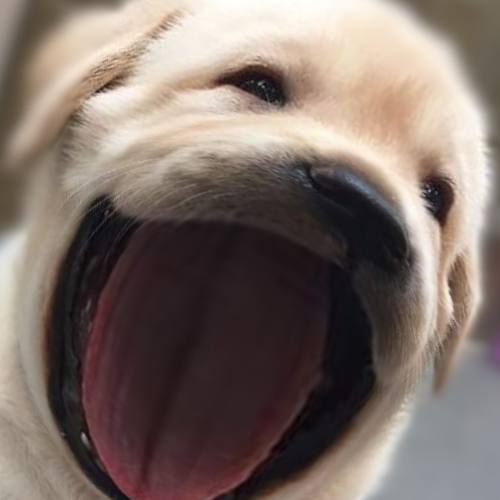 Wowo Blank Meme Template