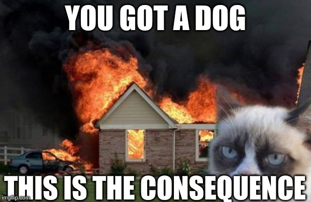 Burn Kitty Meme | YOU GOT A DOG; THIS IS THE CONSEQUENCE | image tagged in memes,burn kitty,grumpy cat | made w/ Imgflip meme maker