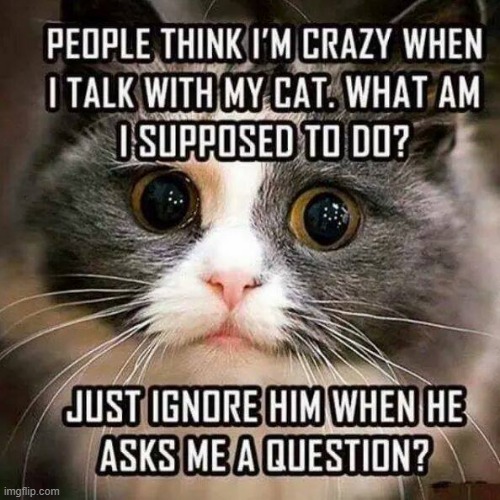 Cat talking ! | image tagged in ignore | made w/ Imgflip meme maker