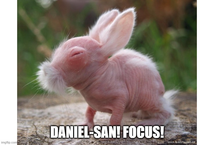 The Karate Rabbit | DANIEL-SAN! FOCUS! | image tagged in bunnies | made w/ Imgflip meme maker