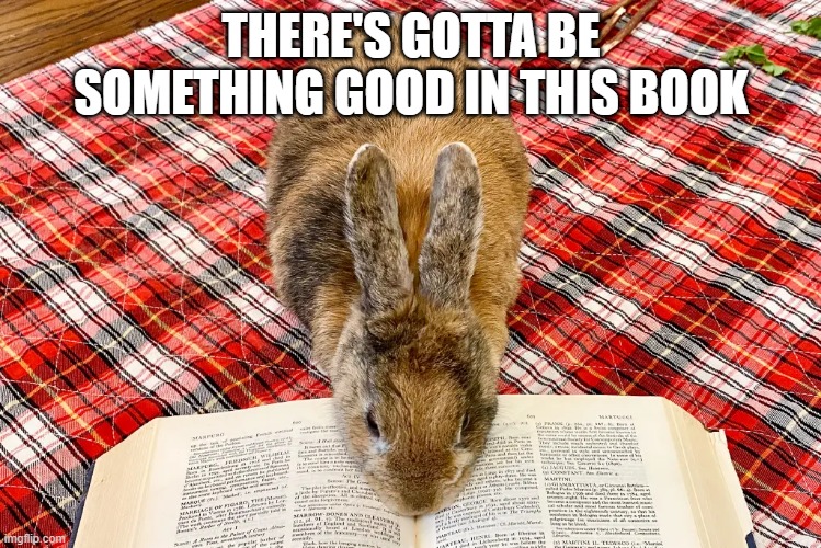 Reading Rabbit | THERE'S GOTTA BE SOMETHING GOOD IN THIS BOOK | image tagged in bunnies | made w/ Imgflip meme maker