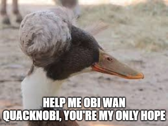 Princess Leia Duck | HELP ME OBI WAN QUACKNOBI, YOU'RE MY ONLY HOPE | image tagged in duck | made w/ Imgflip meme maker