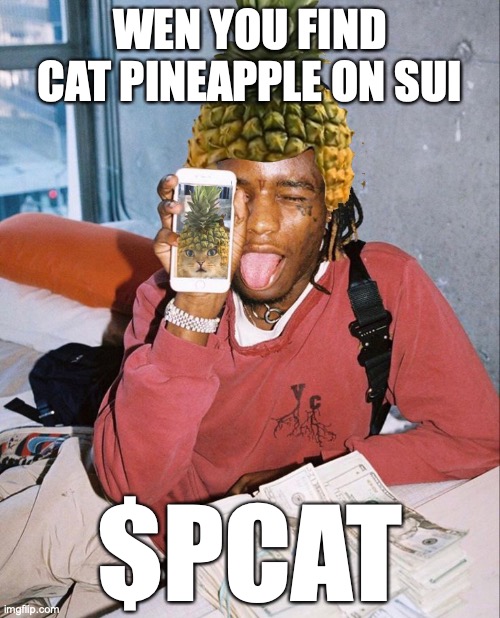 Pineapple Cat Sui | WEN YOU FIND
CAT PINEAPPLE ON SUI; $PCAT | image tagged in pineapple cat sui | made w/ Imgflip meme maker