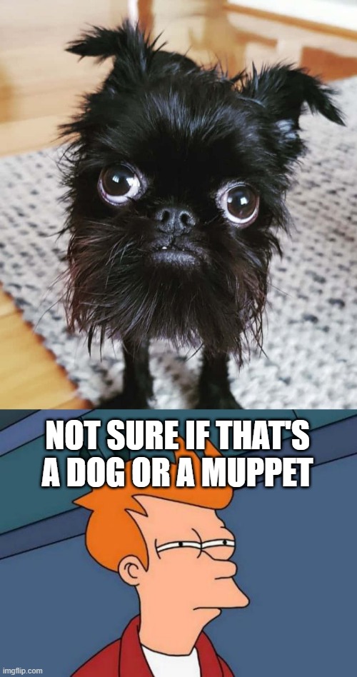 Muppet Dog | NOT SURE IF THAT'S A DOG OR A MUPPET | image tagged in memes,futurama fry | made w/ Imgflip meme maker