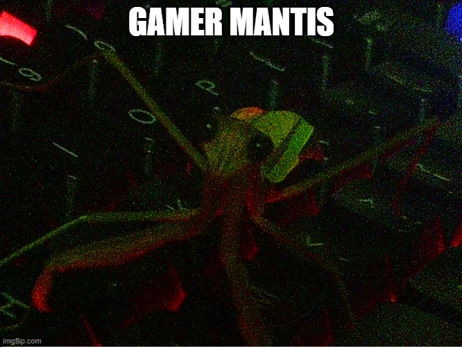 gamer mantis | GAMER MANTIS | image tagged in praying mantis,funny,cute | made w/ Imgflip meme maker