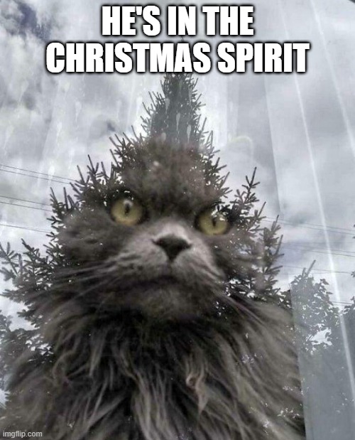 Tree Cat | HE'S IN THE CHRISTMAS SPIRIT | image tagged in cats | made w/ Imgflip meme maker