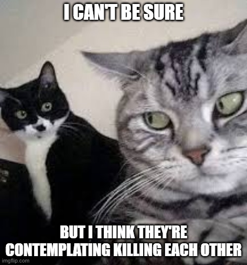 Cat Side Eye | I CAN'T BE SURE; BUT I THINK THEY'RE CONTEMPLATING KILLING EACH OTHER | image tagged in cats | made w/ Imgflip meme maker