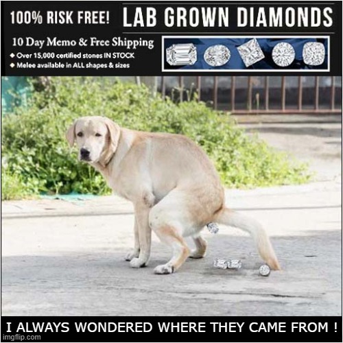 The Perfect Gift ? | I ALWAYS WONDERED WHERE THEY CAME FROM ! | image tagged in dogs,labrador,diamonds,gifts | made w/ Imgflip meme maker