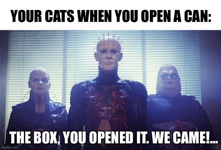 Hellraiser cats | YOUR CATS WHEN YOU OPEN A CAN:; THE BOX, YOU OPENED IT. WE CAME!... | image tagged in cats,cat,horror movie,horror,hellraiser,pinhead | made w/ Imgflip meme maker