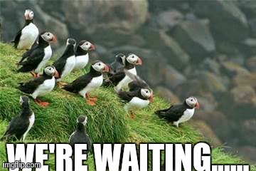 WE'RE WAITING...... | image tagged in puffin group,AdviceAnimals | made w/ Imgflip meme maker