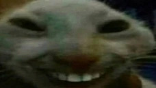 Creepy Cat Blank Meme Template