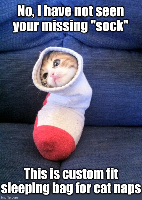 Cat in a sock | No, I have not seen
your missing "sock"; This is custom fit sleeping bag for cat naps | image tagged in cat in a sock | made w/ Imgflip meme maker