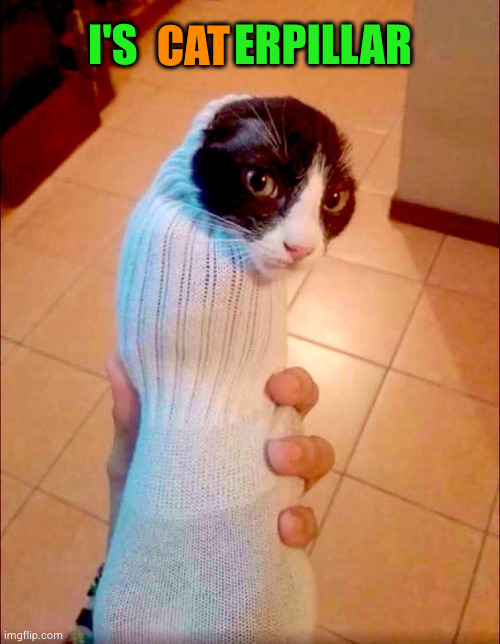 Sock cat | I'S           ERPILLAR; CAT | image tagged in sock cat | made w/ Imgflip meme maker