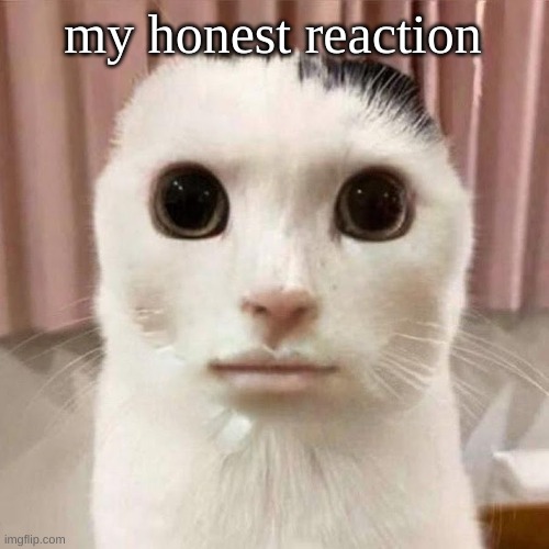 My honest reaction | my honest reaction | image tagged in my honest reaction | made w/ Imgflip meme maker