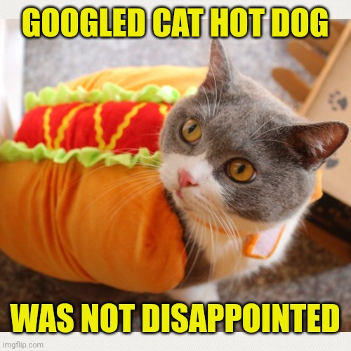 GOOGLED CAT HOT DOG WAS NOT DISAPPOINTED | made w/ Imgflip meme maker