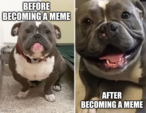 Look in the comments for the vid i got this from | BEFORE BECOMING A MEME; AFTER BECOMING A MEME | image tagged in sad pup happy pup | made w/ Imgflip meme maker