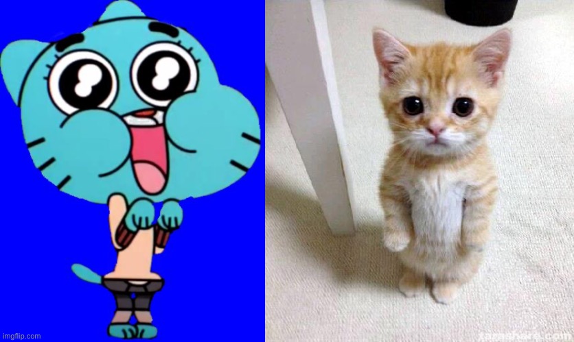 image tagged in gumball w,memes,cute cat | made w/ Imgflip meme maker