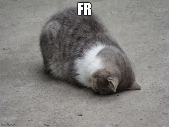 flat faced cat | FR | image tagged in flat faced cat | made w/ Imgflip meme maker