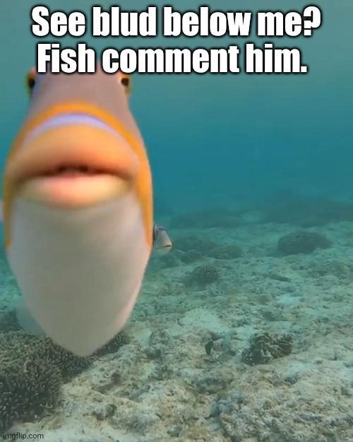 And so, the "This guy below me" war began | Fish comment him. See blud below me? | image tagged in staring fish | made w/ Imgflip meme maker