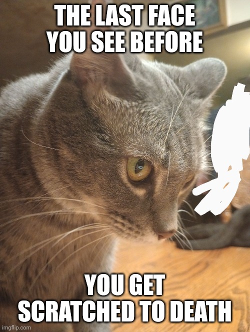 Gojo ahh cat | THE LAST FACE YOU SEE BEFORE; YOU GET SCRATCHED TO DEATH | image tagged in cat,gojo | made w/ Imgflip meme maker