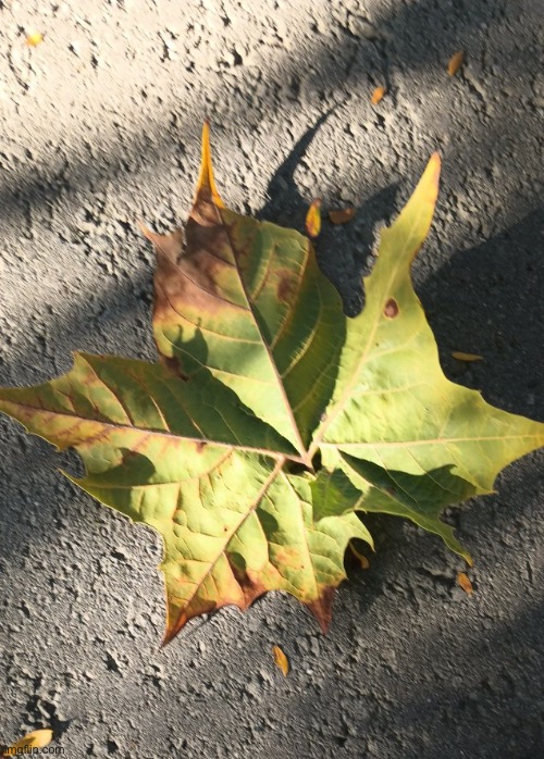 Giant leaf | made w/ Imgflip meme maker