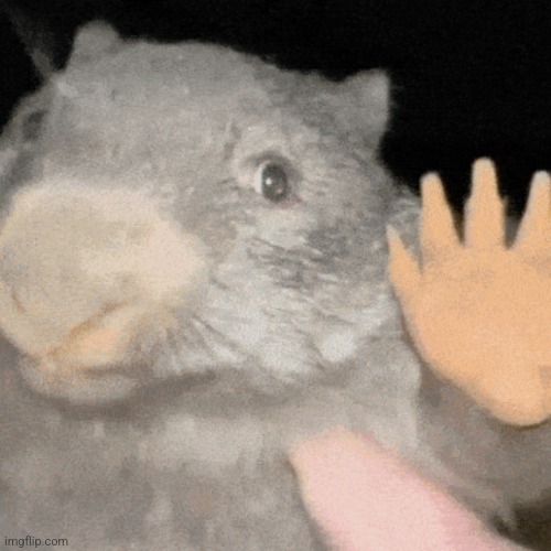 Bober Kurwa | image tagged in bober kurwa | made w/ Imgflip meme maker