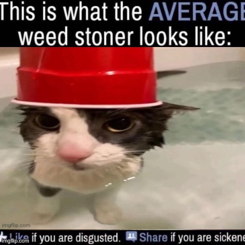 what the AVERAGE weed stoner looks like (add your own image) | image tagged in what the average weed stoner looks like add your own image | made w/ Imgflip meme maker