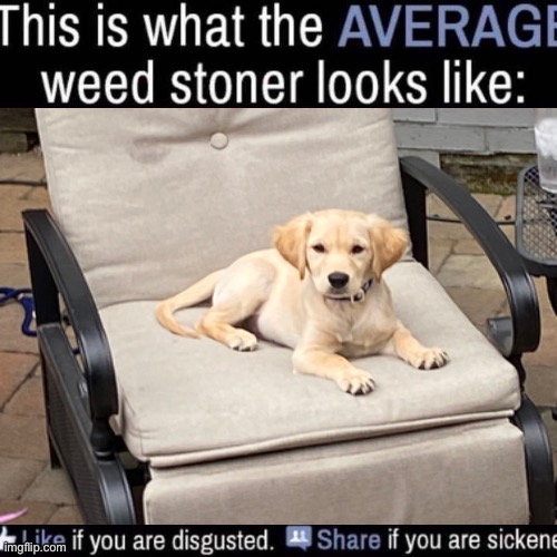 what the AVERAGE weed stoner looks like (add your own image) | image tagged in what the average weed stoner looks like add your own image | made w/ Imgflip meme maker