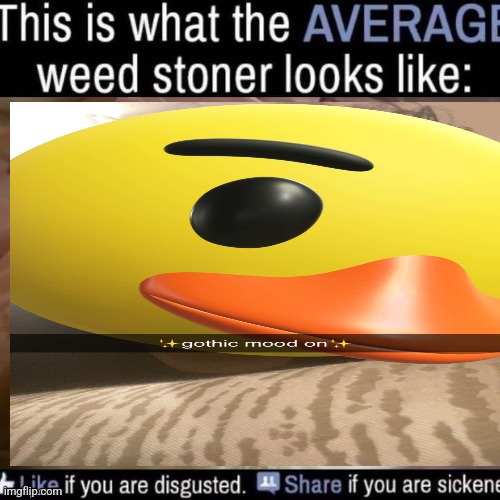 what the AVERAGE weed stoner looks like (add your own image) | image tagged in what the average weed stoner looks like add your own image | made w/ Imgflip meme maker