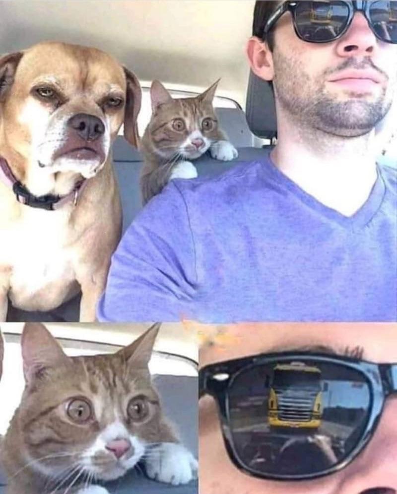 High Quality Shocked Cat with chilled Dog and Driver Blank Meme Template