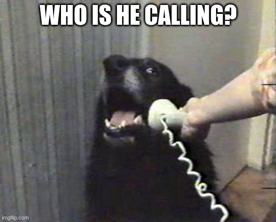 hello this is dog | WHO IS HE CALLING? | image tagged in hello this is dog | made w/ Imgflip meme maker