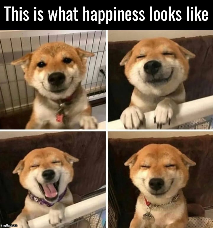 Happy dog | This is what happiness looks like | image tagged in dogs | made w/ Imgflip meme maker