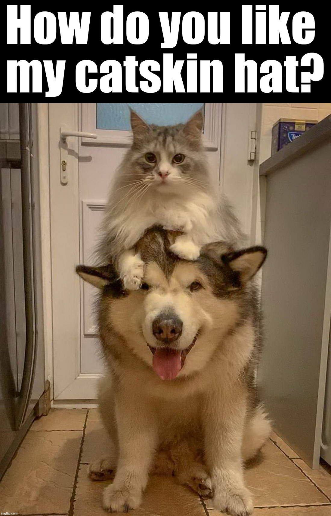Nice hat | How do you like 
my catskin hat? | image tagged in dogs | made w/ Imgflip meme maker