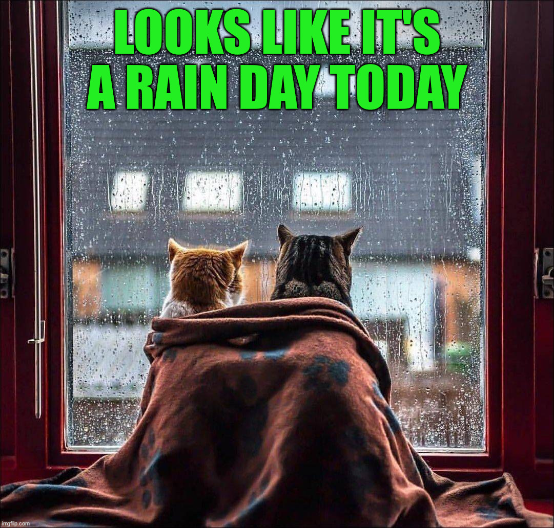 Staying in today | LOOKS LIKE IT'S A RAIN DAY TODAY | image tagged in cats | made w/ Imgflip meme maker