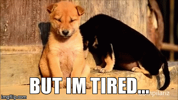 Tired puppies meme