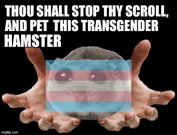 Please pet the transgender hamster | THIS TRANSGENDER; HAMSTER | image tagged in thou shall stop thy scoll and pet this hamster,pet,hamster,hamsters,lgbtq,transgender | made w/ Imgflip meme maker