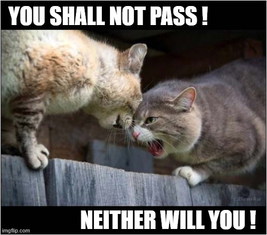 Who Will Win ? | YOU SHALL NOT PASS ! NEITHER WILL YOU ! | image tagged in cats,you shall not pass | made w/ Imgflip meme maker