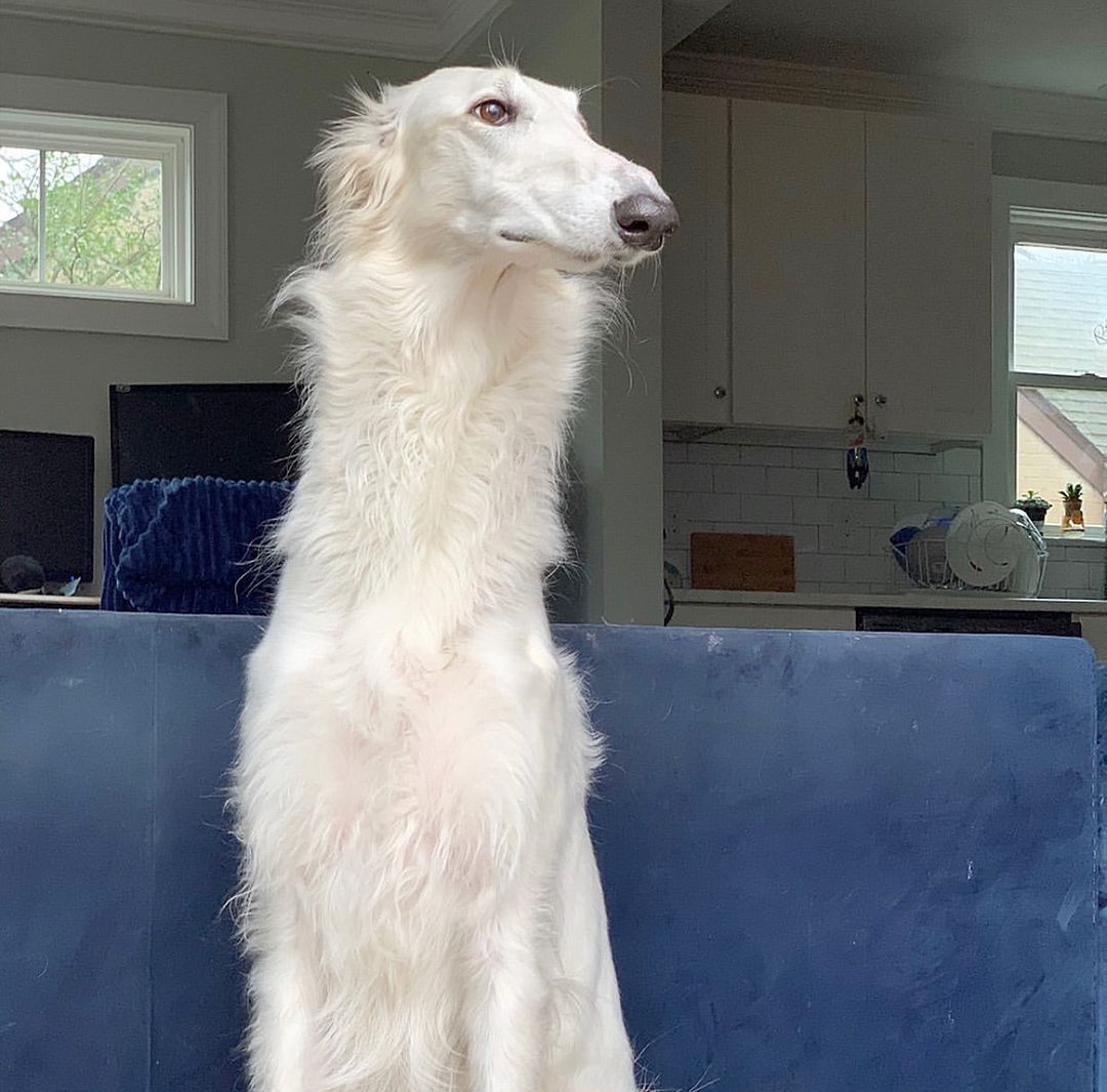 Eris the Borzoi Blank Meme Template