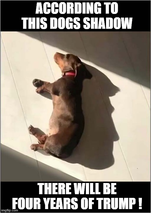 There Will Be Signs ! | ACCORDING TO THIS DOGS SHADOW; THERE WILL BE FOUR YEARS OF TRUMP ! | image tagged in politics,dog,trump,shadow | made w/ Imgflip meme maker