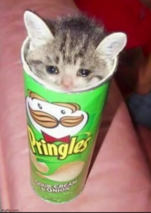 Pringles cat | image tagged in pringles cat | made w/ Imgflip meme maker