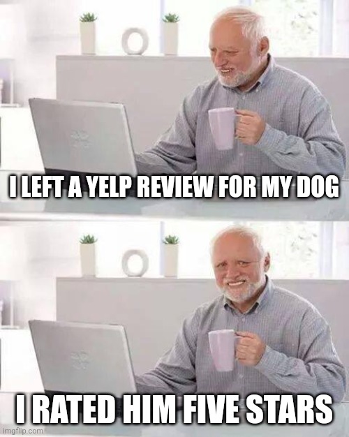 I left a yelp review for my dog | I LEFT A YELP REVIEW FOR MY DOG; I RATED HIM FIVE STARS | image tagged in memes,hide the pain harold,dogs,funny memes,funny,jpfan102504 | made w/ Imgflip meme maker