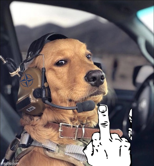 Dog middle finger | image tagged in brcc freedom dog | made w/ Imgflip meme maker