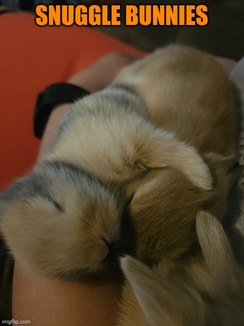 THEY'RE SO CUTE | SNUGGLE BUNNIES | image tagged in bunny,bunnies,rabbits | made w/ Imgflip meme maker