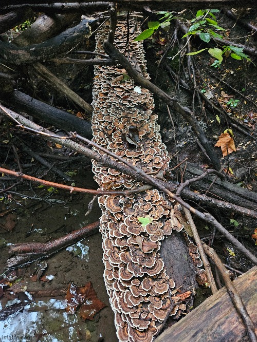 THIS LOG COVERED WITH MUSHROOMS | image tagged in mushrooms,trees,forest,nature | made w/ Imgflip meme maker