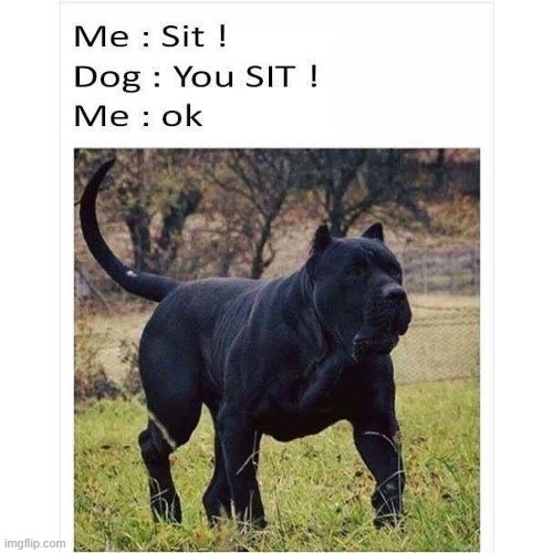 Sit ! | image tagged in so you have chosen death | made w/ Imgflip meme maker